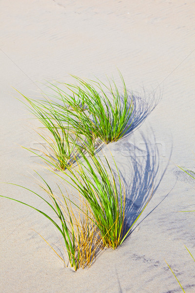 Wind blown grass on sand dune  Stock photo © meinzahn