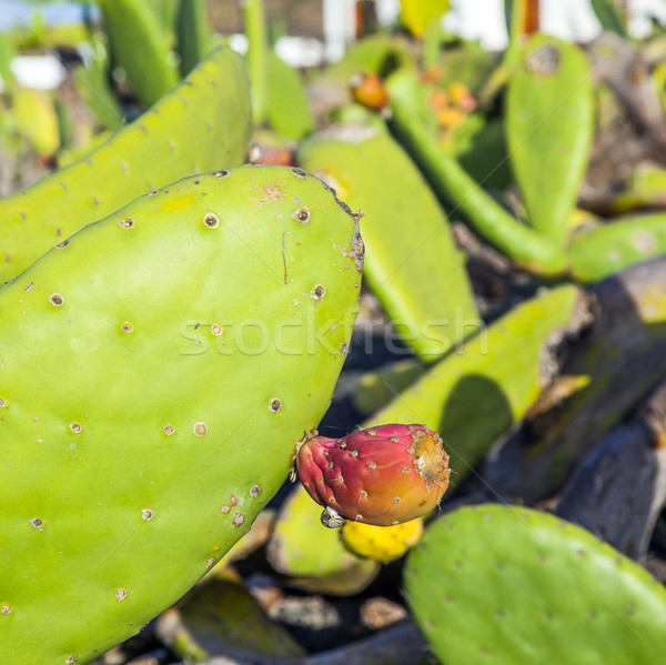 green cactus leave with fruit and snail Stock photo © meinzahn