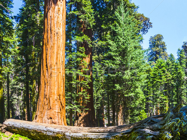 sequoia trees in the forest Stock photo © meinzahn