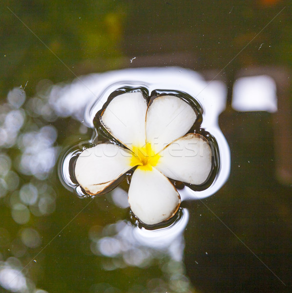 Plumeria flower (Frangipani) floating in the water Stock photo © meinzahn