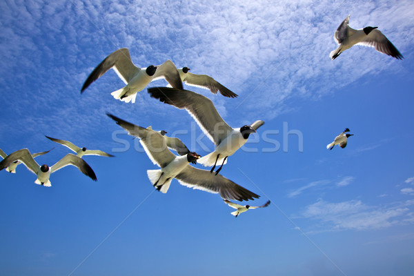 seagull is flying Stock photo © meinzahn