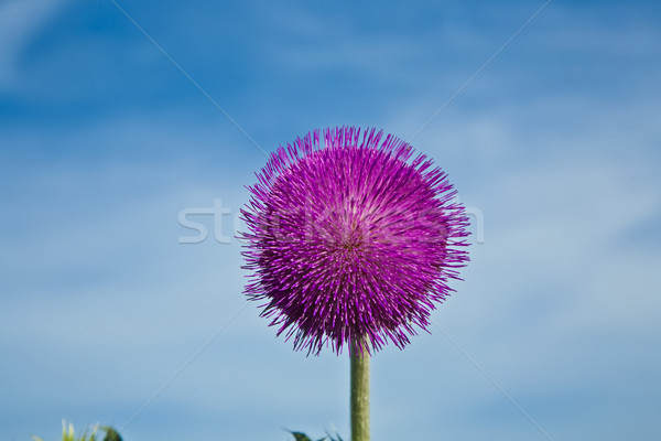 thistle in meadow in morning light Stock photo © meinzahn