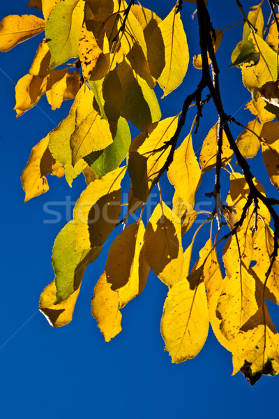  oak leaves in harmony  Stock photo © meinzahn