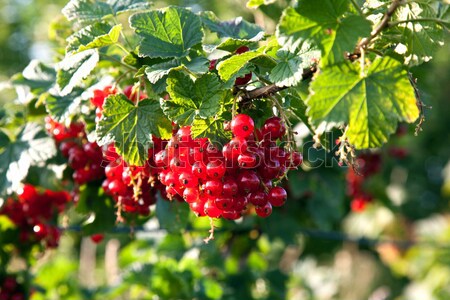 [[stock_photo]]: Fraîches · rouge · Berry · suspendu · Bush