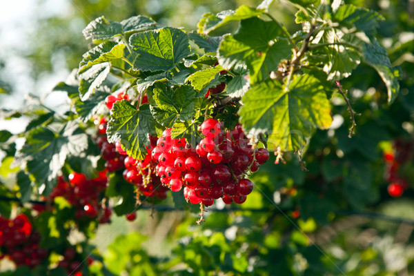 fresh red tasteful berry hanging on the bush ready for picking Stock photo © meinzahn