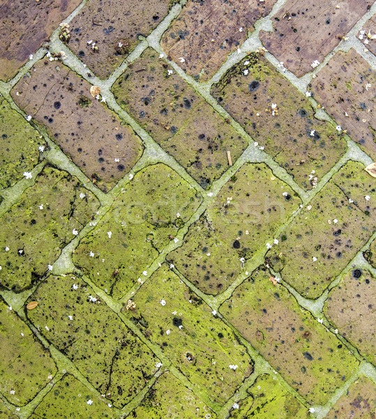old tiles at the sidewalk with plants in the joints Stock photo © meinzahn