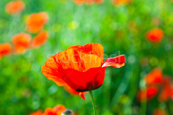 Belle pavot fleurs prairie herbe nature Photo stock © meinzahn