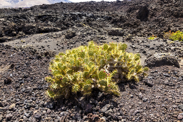 volcanic area in Lanzarote Stock photo © meinzahn