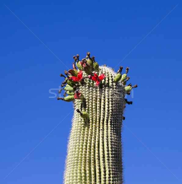 Stock photo: beautiful cacti in landscape