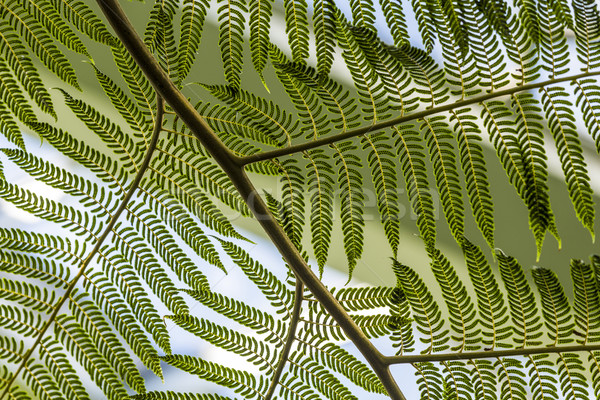 detail of green fern Stock photo © meinzahn
