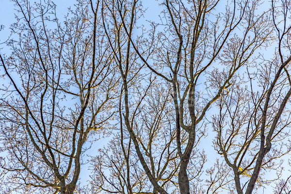 oak branches against the sky Stock photo © meinzahn