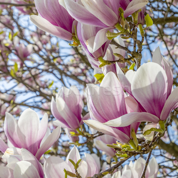 Magnolie copac Blue Sky frumos flori Imagine de stoc © meinzahn