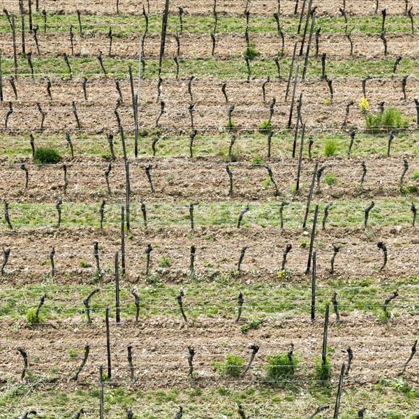 aerial of vineyard in spring with growing vine prages Stock photo © meinzahn