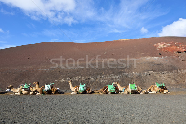 camels at Timanfaya national park wait for tourists for a guided Stock photo © meinzahn