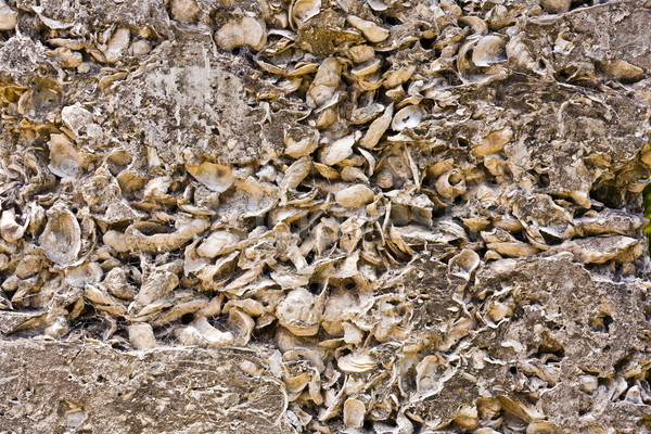 pattern of shells in concrete as building material  Stock photo © meinzahn