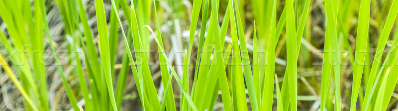 Fresh spring green reed grass  Stock photo © meinzahn