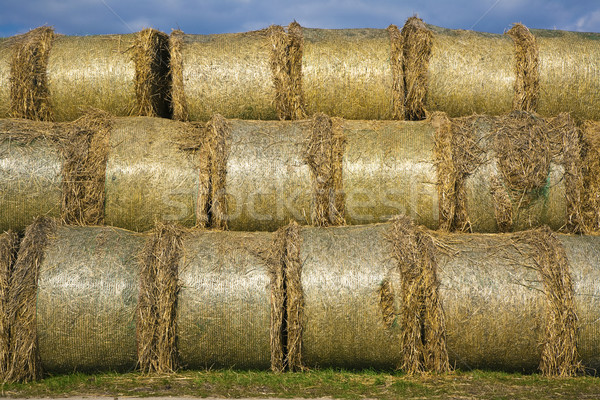 bale of straw infold in plastic film (foil) to keep dry  Stock photo © meinzahn