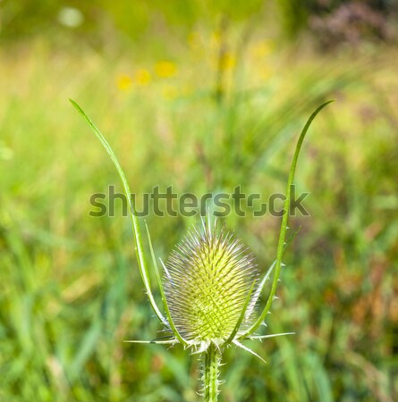 beautiful thistle in the meadow Stock photo © meinzahn