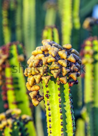 cactus with prickly pears  fruits  Stock photo © meinzahn