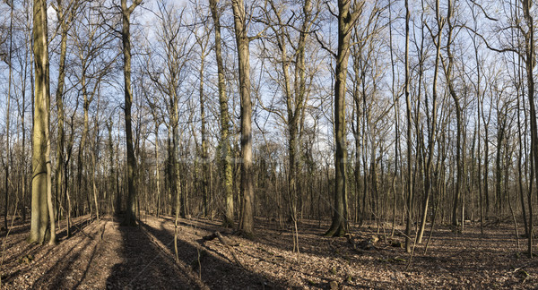 Hermosa árbol paisaje panorama forestales árboles Foto stock © meinzahn