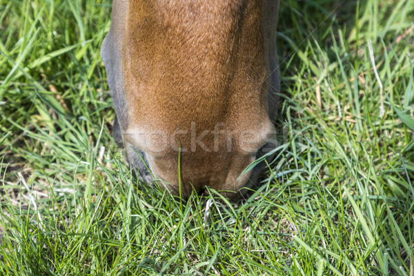 Száj ló zöld fű barna égbolt szem Stock fotó © meinzahn