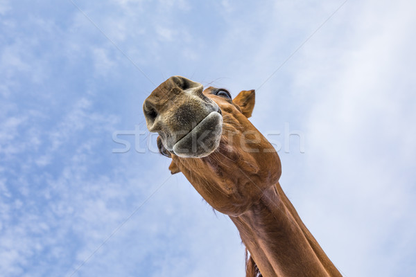 Testa collo cavallo cielo blu cielo sorriso Foto d'archivio © meinzahn