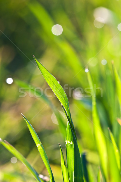 Frumos iarba verde detaliu roua floare primăvară Imagine de stoc © meinzahn