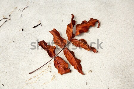 Stock photo: detail of leafes at the beach