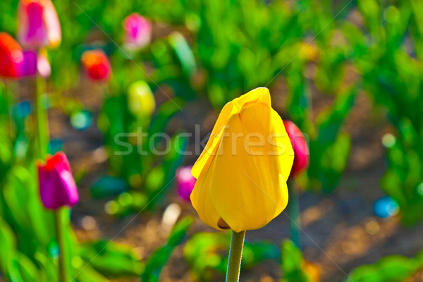 Primavera campo fioritura colorato tulipani fiori Foto d'archivio © meinzahn