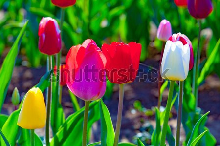 Stock photo: Spring field with blooming colorful tulips 