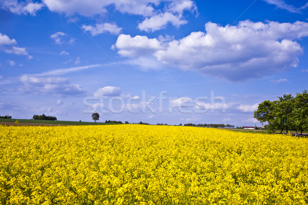 Gelb Vergewaltigung Bereich Frühling schönen Blume Stock foto © meinzahn