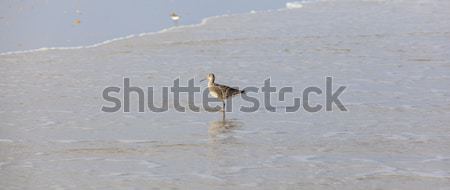 wild seagulls at the beach  Stock photo © meinzahn