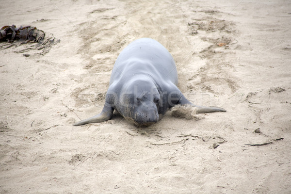 male sealion at the beach Stock photo © meinzahn