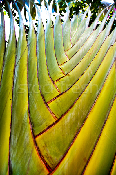 details of palm leaves give a harmonic structure Stock photo © meinzahn