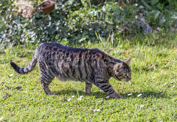tiger cat strolls around in the garden under the sun Stock photo © meinzahn