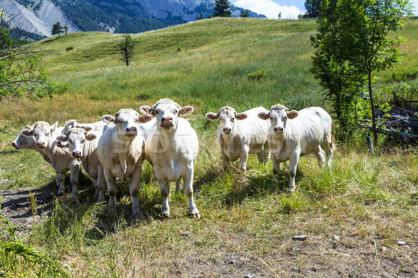 grazing cows in the french alps   Stock photo © meinzahn