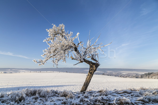 Blanche glaciale arbres neige couvert paysage [[stock_photo]] © meinzahn