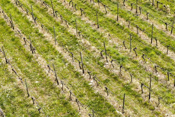 антенна виноградник весны растущий винограда воды Сток-фото © meinzahn