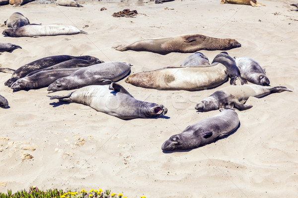 Sealions at the beach Stock photo © meinzahn