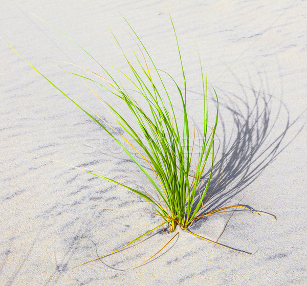 Wind blown grass on sand dune  Stock photo © meinzahn