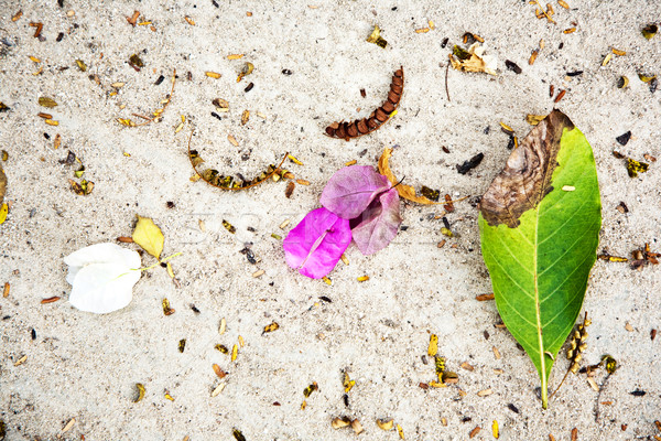 beautiful structured leaves at the beach arranged by nature  Stock photo © meinzahn