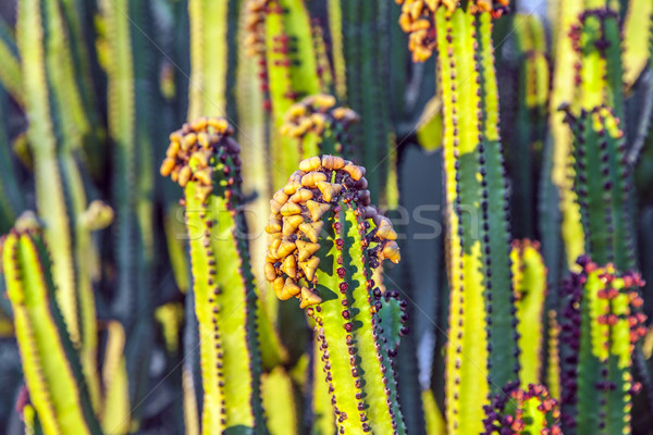cactus with prickly pears  fruits  Stock photo © meinzahn