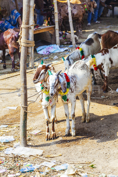 Caprine bazar faţă animale piaţă Imagine de stoc © meinzahn