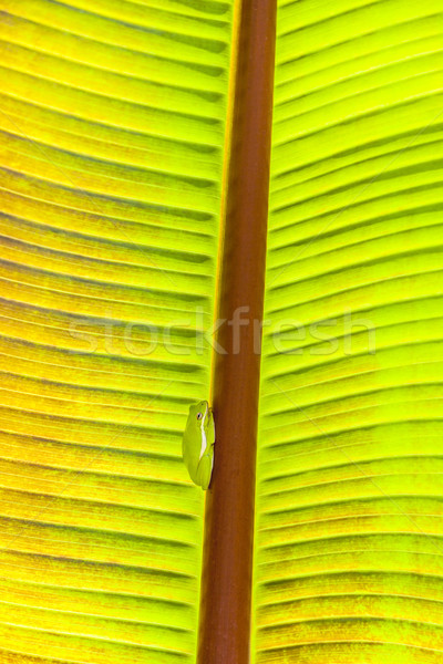 Zielone żaba palma tekstury drzewo lasu Zdjęcia stock © meinzahn