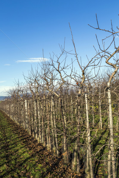 [[stock_photo]]: Verger · de · pommiers · printemps · paysage · santé · fond