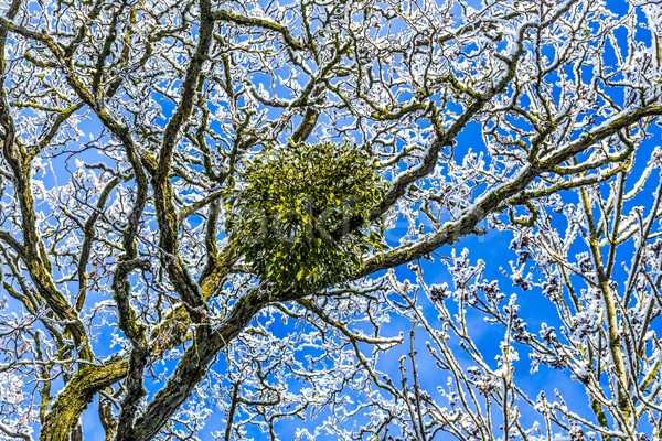 mistletoe in the tree Stock photo © meinzahn