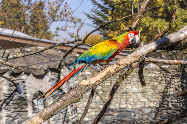 şedinţei bancă copac verde albastru roşu Imagine de stoc © meinzahn