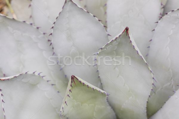 Ghimpe cactus detaliu natură deşert verde Imagine de stoc © meinzahn