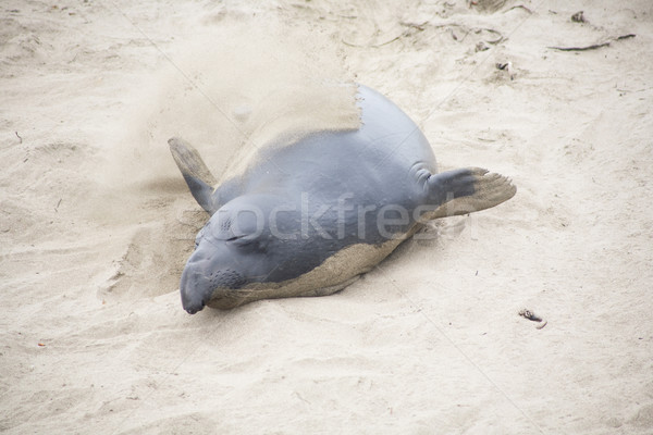 male Seelion crawling at the beach Stock photo © meinzahn