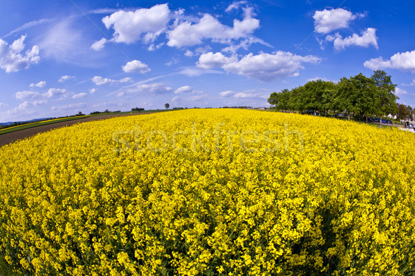 ストックフォト: 黄色 · フィールド · 春 · 美しい · 花